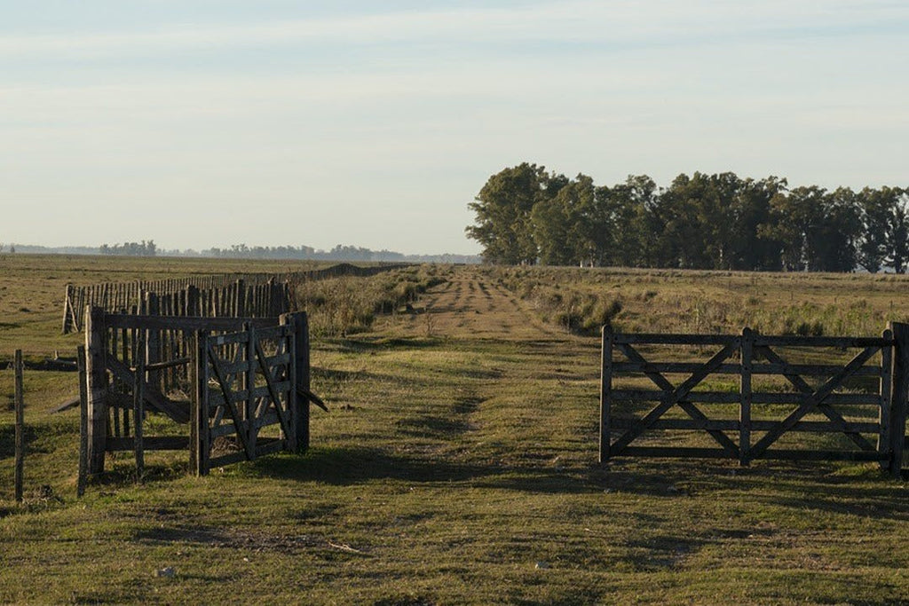 Campo Box